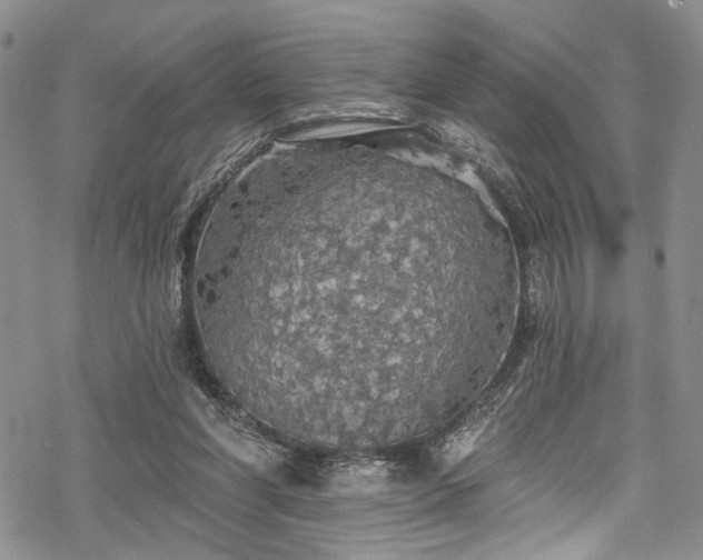 X0000068840206200605051310