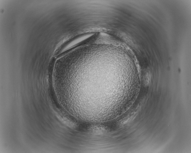 X0000068840207200605051310