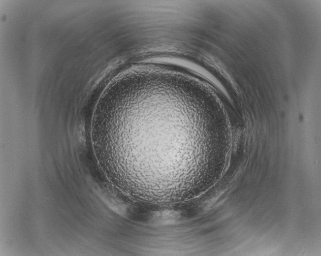 X0000068840212200605051310