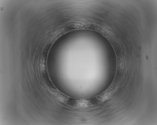 X0000068840226200605051310