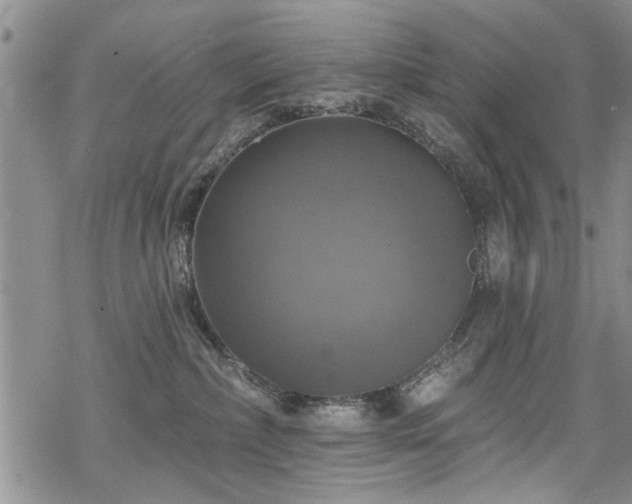 X0000068840236200605051310