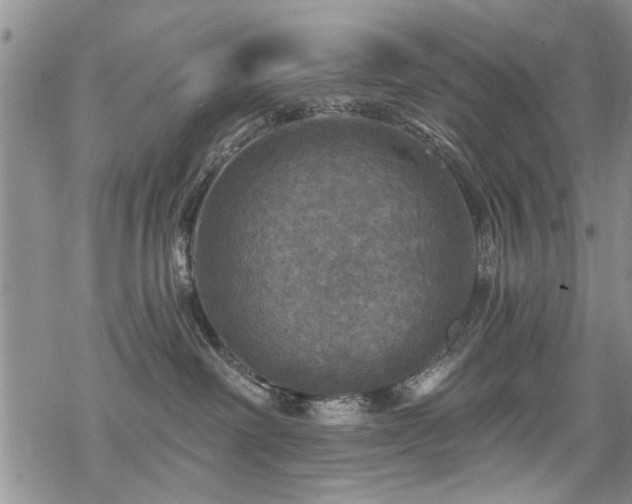 X0000068840238200605051310