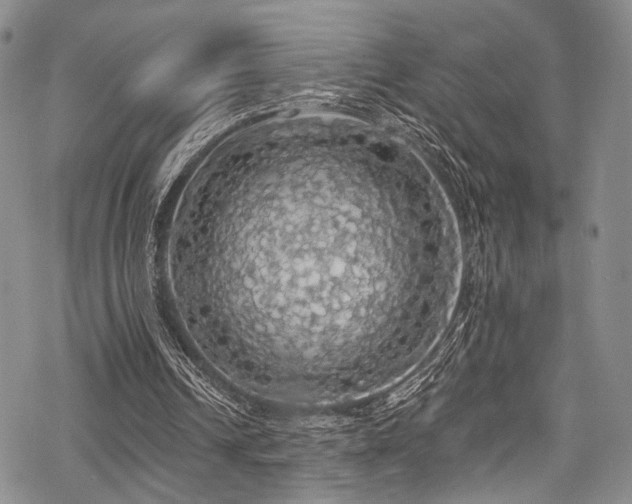 X0000068840242200605051309