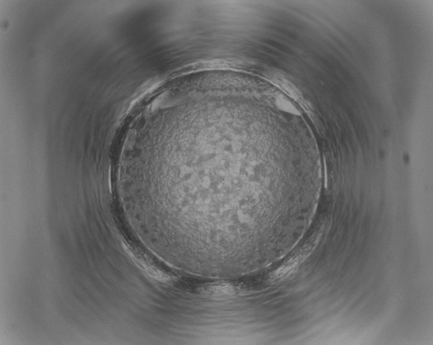 X0000068840253200605051309