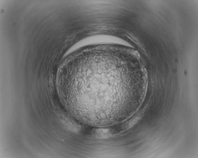 X0000068840265200605051309