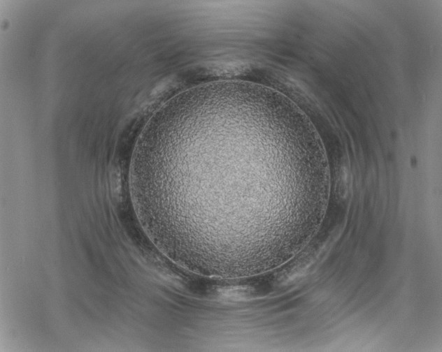 X0000068840268200605051309