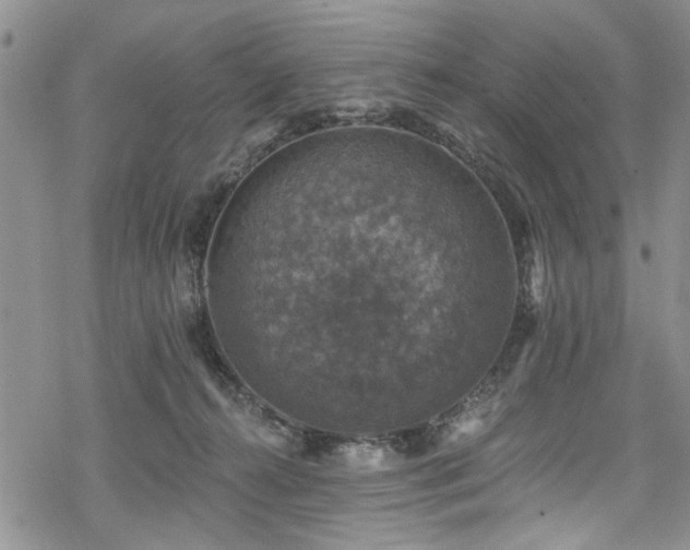 X0000068840272200605051309