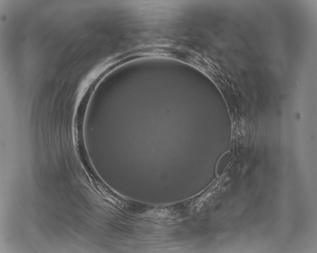 X0000068840294200605051309