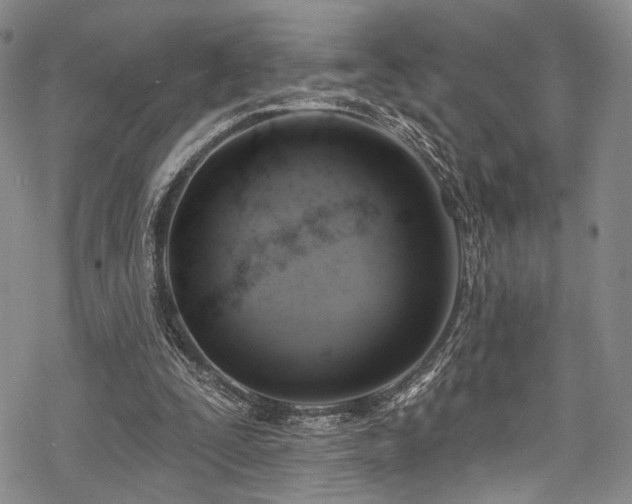 X0000068840295200605051309