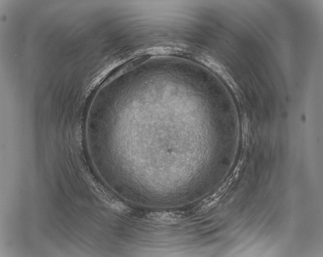 X0000068840297200605051309