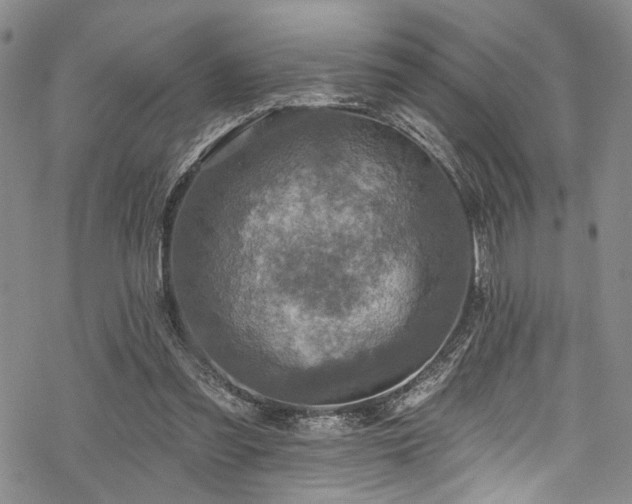 X0000068840301200605051308