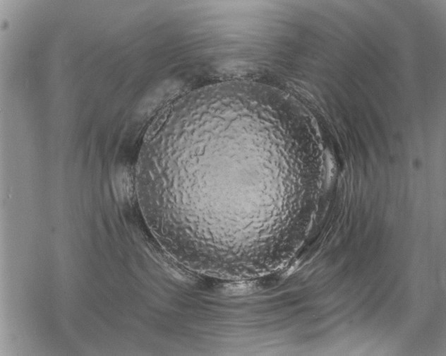 X0000068840335200605051308