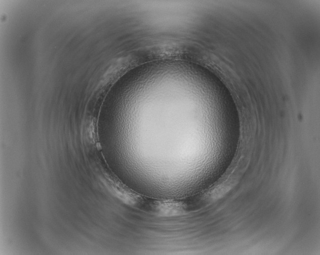 X0000068840336200605051308