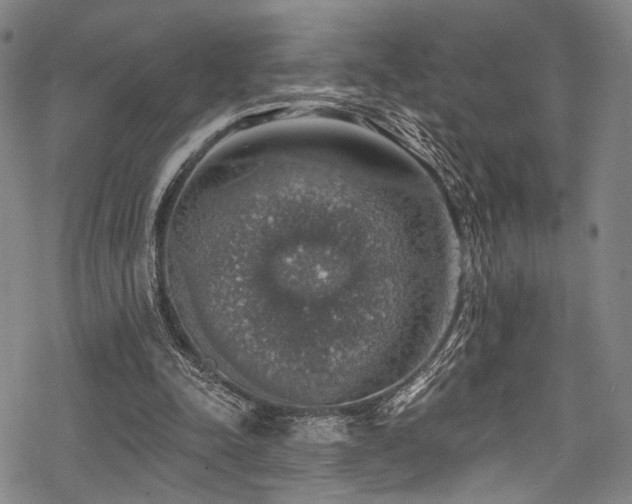 X0000068840342200605051307