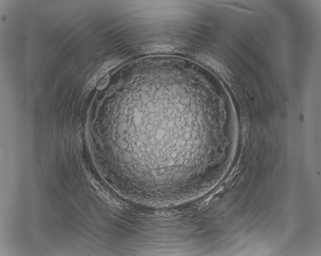 X0000068840345200605051307