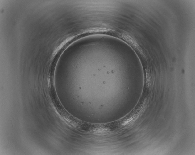 X0000068840348200605051307