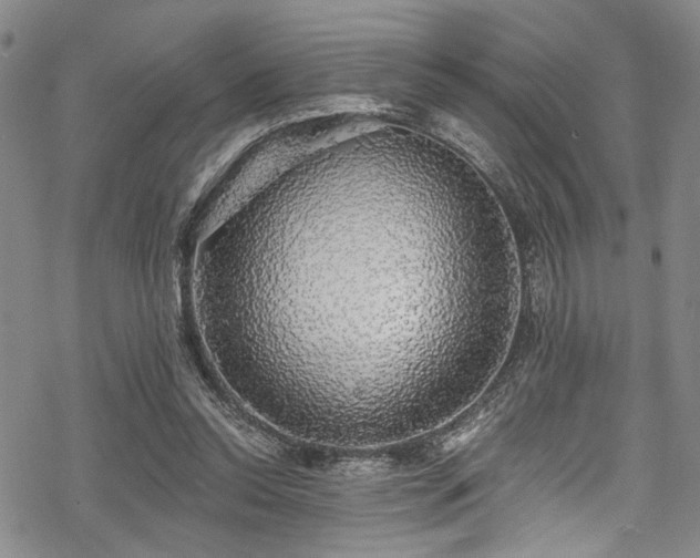 X0000068840350200605051307