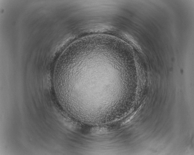 X0000068840354200605051307