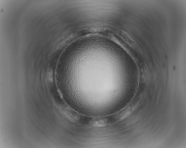 X0000068840368200605051308