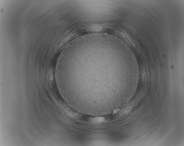 X0000068840374200605051308