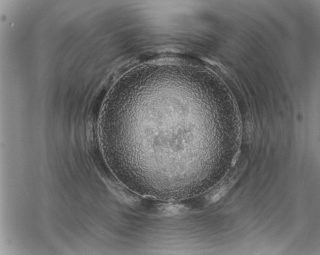 X0000068840379200605051308