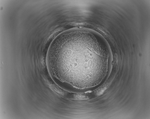 X0000068840380200605051308