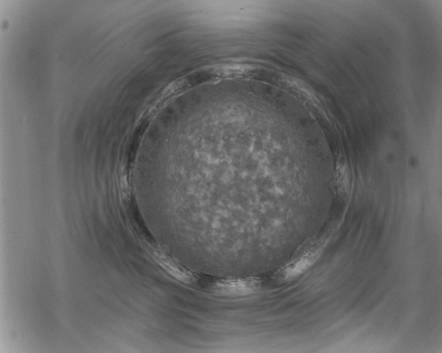 X0000068840381200605051308