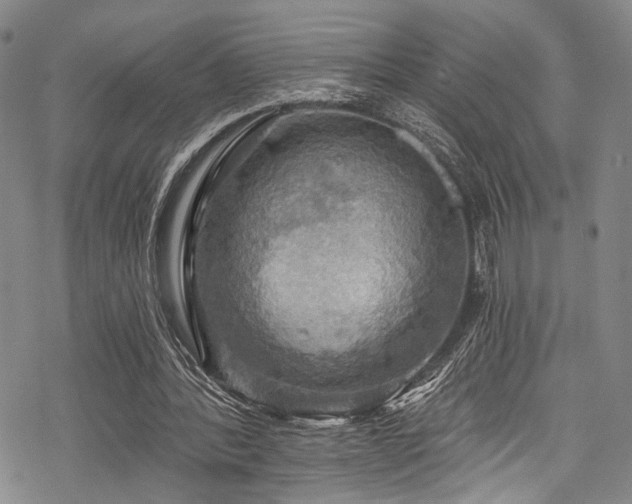 X0000068840388200605051307