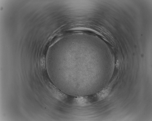 X0000068840425200605051306