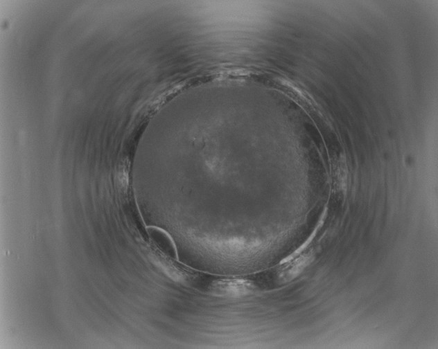 X0000068840427200605051306