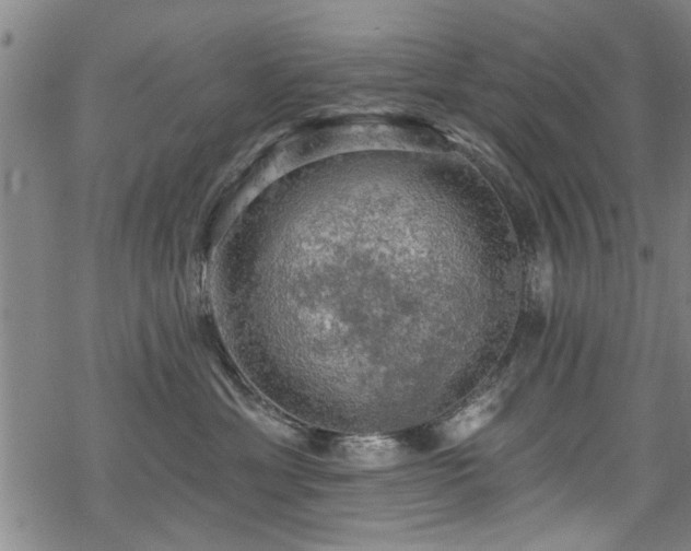 X0000068840429200605051306