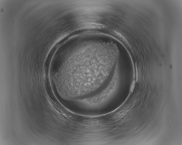 X0000068840435200605051306