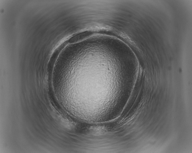 X0000068840440200605051306