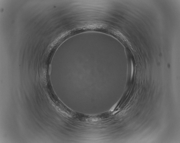 X0000068840444200605051306