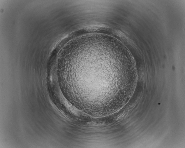 X0000068840448200605051306