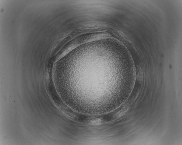 X0000068840456200605051306