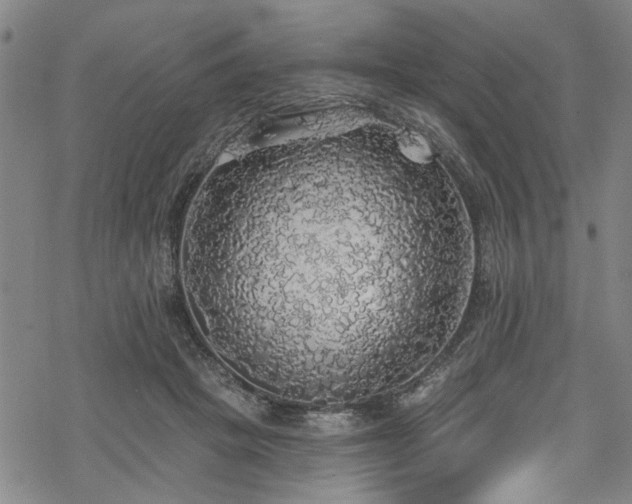 X0000068840457200605051306