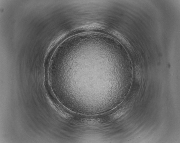 X0000068840486200605051305