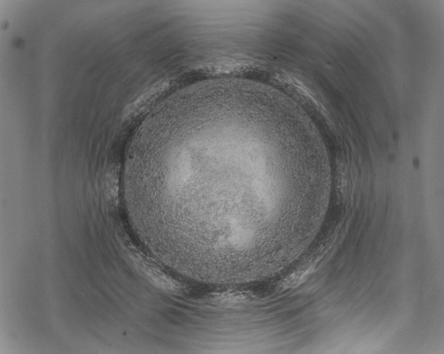 X0000068840545200605051304