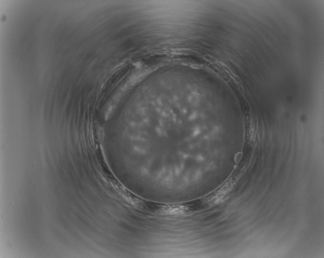 X0000068840569200605051305