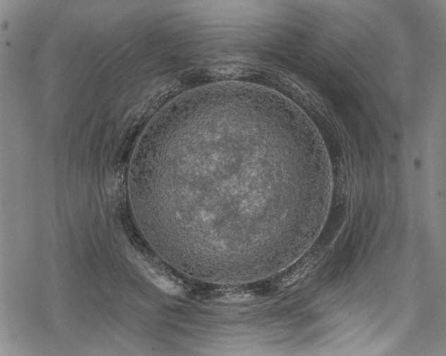 X0000068840601200605051303