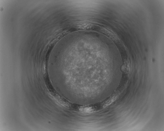 X0000068840602200605051303