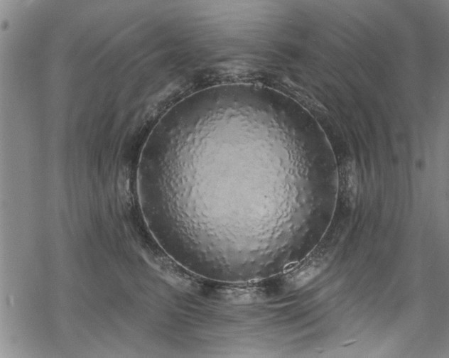 X0000068840615200605051303