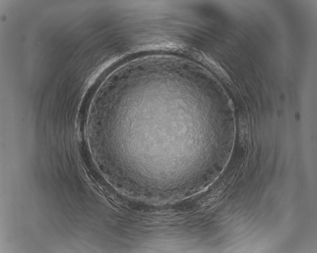 X0000068840628200605051302