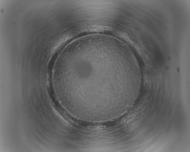 X0000068840683200605051302