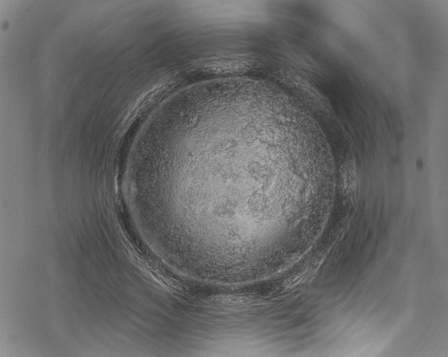 X0000068840733200605051301