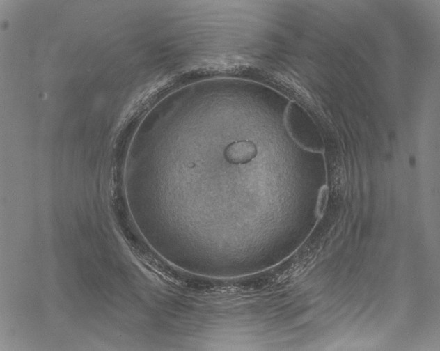 X0000068840736200605051301