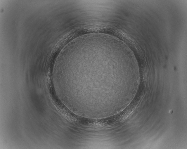 X0000068840737200605051301