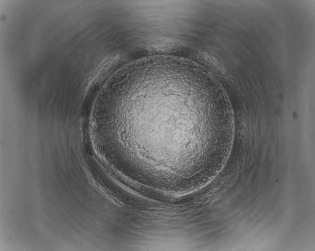 X0000068840738200605051301