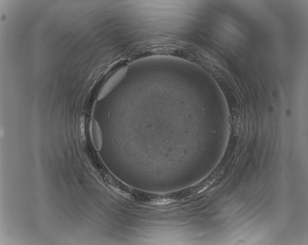 X0000068840748200605051301